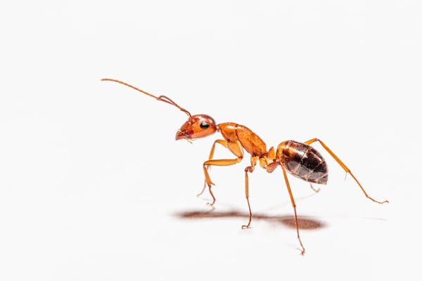 Ant Control