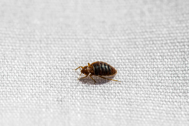 Bedbug Control