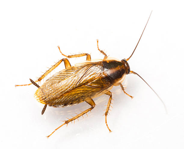 Cockroach Control
