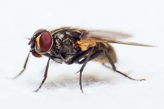 Fly Control