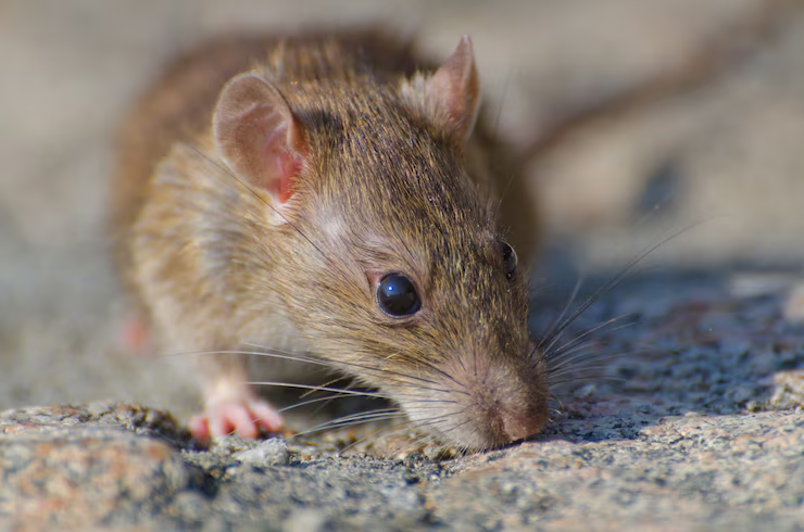 Rodent Control