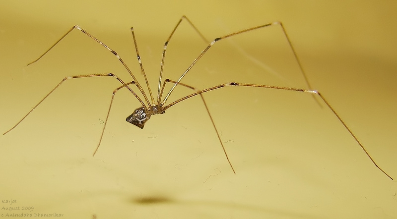 Spider Control